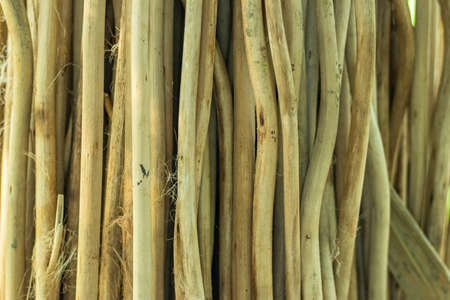 Jute Stick Charcoal Dust Powder', also commonly known as 'jute stick carbon and Jute sticks are preferred over other raw materials like bamboo and coconut shellの写真素材