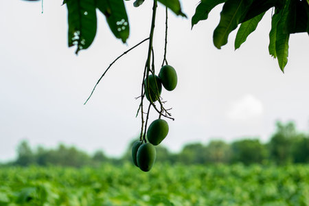 Eating raw mangoes can help us in many ways. It is rich in vitamin A and vitamin E that enhances...