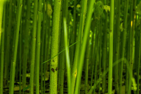 Jute is extracted from the bark of the white jute plant and jute sticks are used as fueling and fencing materials in the rural areas of juteの写真素材