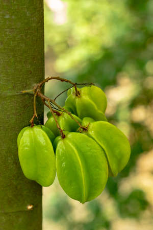 The great fruit hang on the tree Kamranga Carambola or Star fruit is chock-full of Vitamin Cの写真素材