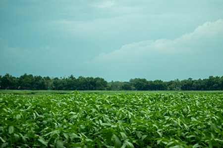 Jute mallow plant, Jute, Jew's mallow, saluyot, bush okra, Egyptian cotton spinach. Blue sky and white cloud backdropの写真素材