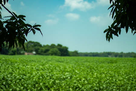 The biggest Jute plantation and trees and biggest mango trees behind with blue sky, white clouds that look beautiful landscapeの写真素材
