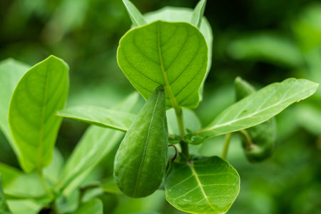 Giant Milkweed or Crown Flower is mainly propagates as seedlings, Calotropis gigantea, blossoms...