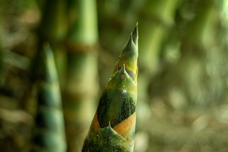Bamboo or Bambusa spp is a versatile plant and most species can survive in many conditions but bamboo seedlings growing in full sun will grow the fastest