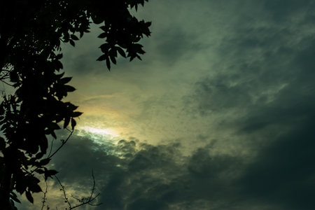Green leaves under blue sky and white clouds during daytime and the sky is bright and beautiful and...