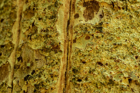 Tree skin texture with wood art is done by nature due to long exposure and cracked to different...