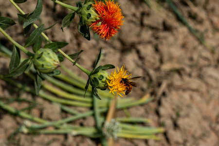 A bee sits on a Saffron flower and collects honey. Pharyngeal glands of young honey bees and is used...