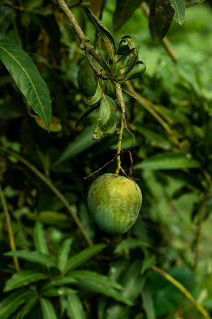 Mangos taste fresh and rich with a spicy and exotic nuance. Mangos are delicious to eat as is so...