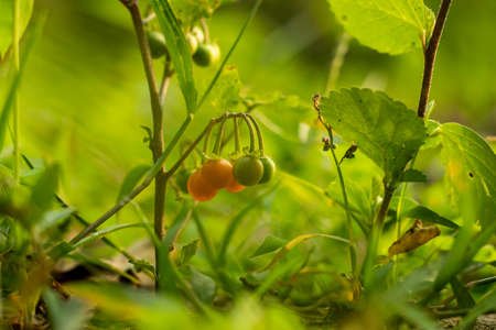 Bittersweet or red nightshade, Common nightshade, Climbing nightshade is a vine or a sprawling. Its lower stems are woody while the upper stems are herbaceousの写真素材