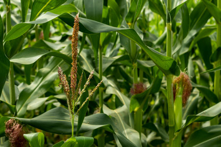 The Maize or Corn male flowers produce pollen grains each containing a male gamete which, in maize, does not normally fertilize female gametes from the same plant.の写真素材