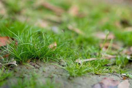 Carex Remote Sedge is a species of perennial grass in the family sedges. The species in the genus...