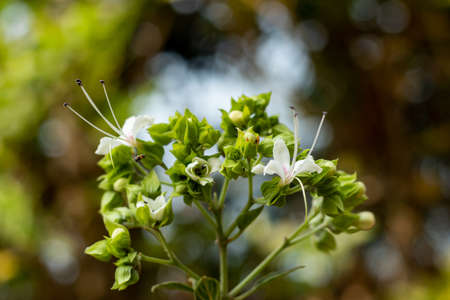 Clerodendrum infortunatumis a gregarious woody shrub that flowers during the dry season. The flowers are strongly protandrous also known as bhat or hill glory bower belong family Lamiaceaeの写真素材