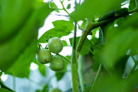 Raw or green tomatoes are many nutrients and antioxidants. Green tomatoes are good for making bones. The presential vitamin K, calcium, and lycopene in tomatoes are very good for repairing bones.の写真素材