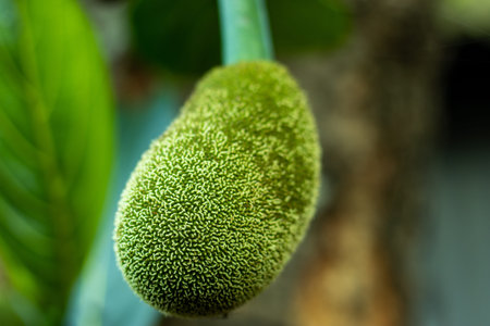 Unripe or young green jack-fruit can be consumed raw as it is good for health. Jack-fruit is very...