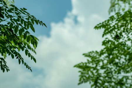 Green leaves pattern with blur blue sky and white cloud background. White cloud blue sky among...