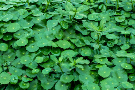 Water Pennywort is a strongly aromatic herb with weak threadlke stems, and round leaves 0.5-2 cm...