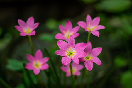 Pink rain lily is a perennial, Pink Rain Lily flower bulb. Dainty and deer-resistant pink single blooming. Leaves are a deep glossy green and measure 3 mm wideの写真素材
