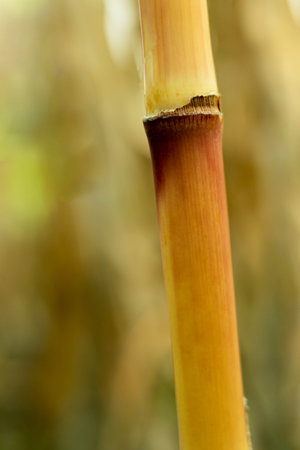 After cutting the pods from the field, the plants are dried in the sun