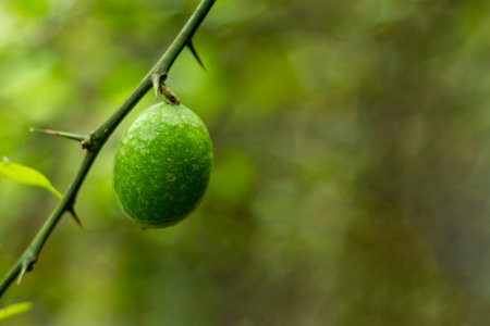 A greenish lemon does not necessarily mean that it is not yet ripe. You can still have a ripe lemon, even if it looks a little green.の写真素材