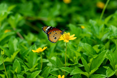 A beautiful colorful butterfly sitting on a wildflower and eating honey. Some butterfly wings look...