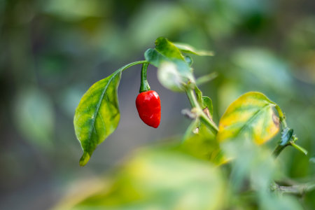 Chili pepper fruits ripen from whitepurple to bright red color in about 12 weeks from planting. Small and very hot red chili or pepperの写真素材