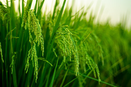 Green paddy rice field spring. Organic rice fields or paddy fields are Surrounded by trees in Bangladesh. Rural farmland in springの写真素材