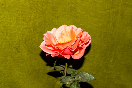 Pink roses have a lot of meaning and symbolism. These roses symbolize generosity, kindness, and beauty. Gifting pink roses is also a way to send a beautiful gratitudeの写真素材