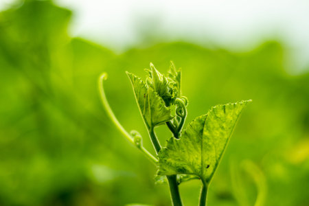 The tip of the pumpkin plant. This is a great source of vegetables. Pumpkins tend to be very thirsty...