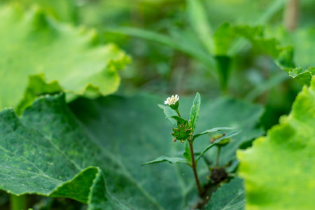 A tiny grass flower that is usually trodden over by everything. Taken close up it is a real beauty. The flowering unit of grass is called a spikeletの写真素材