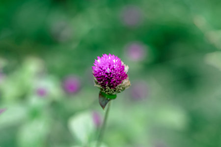Globe Amaranth or Gomphrena globosa is a charming, beautiful busty ornamental plant