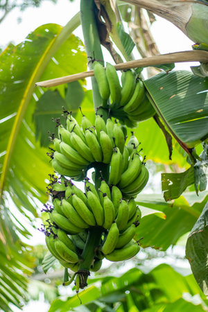Green bananas are laden with a wealth of dietary fiber, which is valuable for treating digestive and bowel issues. Green and unripe bananas are rich in potassiumの写真素材
