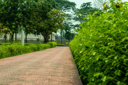 The straight empty rural road through woodland trees. These roads travel through deserts, huge forests, along beautiful trees, grasses, flowers, gardensの写真素材