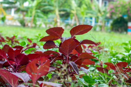 Red Spinach is a common vegetable in Bangladesh. Leaves are usually round, thick, and rich green in color, but has a bright red colored central stemの写真素材