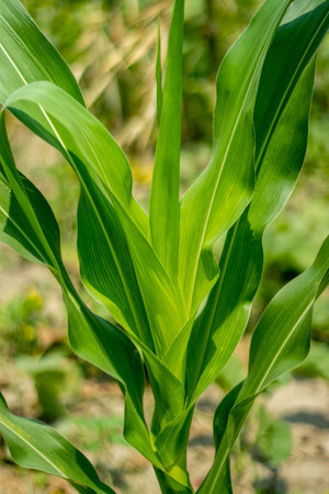 The corn plant Dracaena, the maize plant. Corn is an annual C4 grass plant. It has large, elongated,...