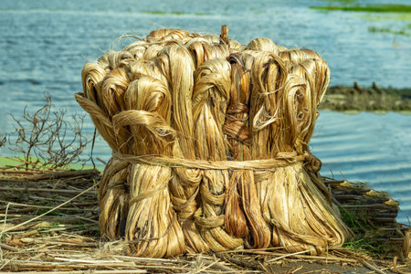 Jute is a natural vegetable bast fiber which is obtained from the bark of the jute plant. Jute is...