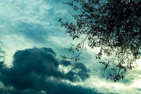 Darker black cloud white and blue sky and with trees leaves stalked, Monsoon or rainy seasonの写真素材