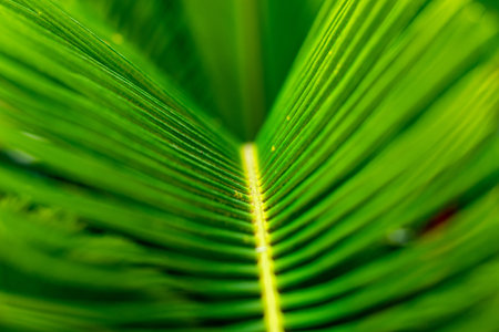 All the Leaves almost always have determinate growth. They grow to a specific pattern and shape and...