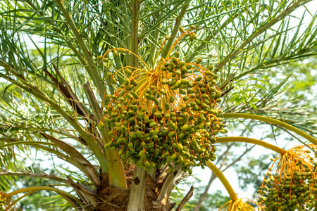 Raw dates are unprocessed fresh dates containing a high quantity of minerals including magnesium and calcium. Fresh dates are hard, crunchy, a touch chalky, and not very sweetの写真素材