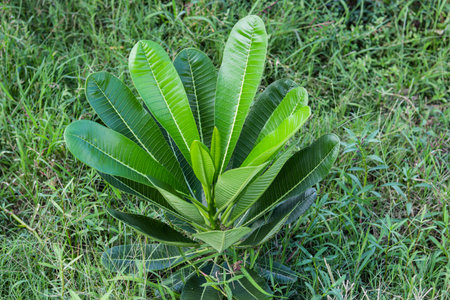 The Plumeria rubra, or frangipani, is native to Central America, Mexico, and Venezuela. This leaf is...