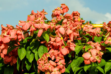 Mussaenda philippica or Queen Sirikit,  orange, yellow, and pink colors flowers
