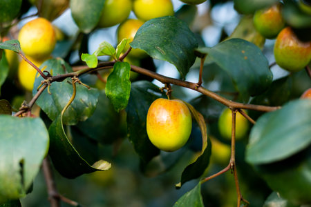Indian jujube or Apple Ku, boroy has antioxidant activity due to its presence of phenolic compounds. Jujube fruits possess neuro-protective effects and also promote memory and learningの写真素材