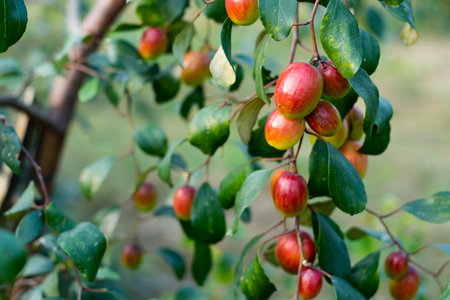 The seeds, fruit, and bark of jujube have been used in traditional medicine for anxiety and insomnia, and as an appetite stimulant. The colorful sweet jujube, plum is grown in Asiaの写真素材