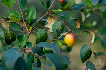 Ber is a low-energy, low fat, fiber-rich fruit, rich in several vitamins and minerals. Ziziphus mauritiana, also known as Indian jujube, Indian plum Chinese date, and Chinese appleの写真素材