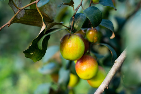 Ziziphus mauritiana, also known as Indian jujube, Indian plum Chinese date, Chinese apple. Ber or...