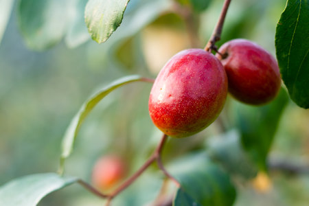 The jujube fruit, also known as the red date or Chinese apple, is native to South Asia but today has gained popularity around the world. The colorful sweet jujube, plum is grown in Asiaの写真素材