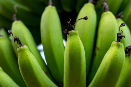 Bananas are a great source of potassium, fiber, and several other essential nutrients. Raw long and...