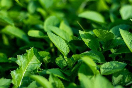 Close-up leaves of Bluemink or Ageratum houstonianum. They have simple, broad leaves, magenta...