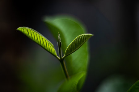 The guava leaves are rich in vitamins, minerals, and antioxidants. The medicinal properties of guava leaves may help treat many and they contain essential nutrients ailmentsの写真素材