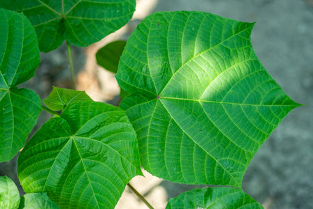 Velvetleaf is often called elephant ears. used the plant for medicinal purposes to treat fever,...