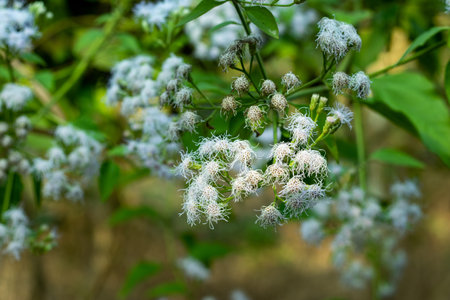 Ageratum or Bluemink is a popular garden annual that is very easy to grow from seeds. Ageratum Blue Mink blooms with very attractive clusters of blue flowersの写真素材